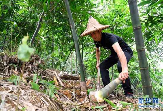 广西柳州:夏日甜竹笋收获上市