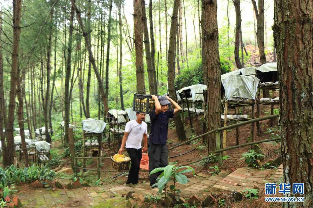 建设人与自然和谐共生的美丽家园习近平生态文明思想基层生动实践新观察