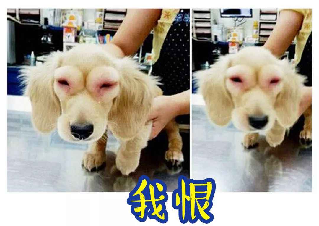 郑爽一谈恋爱就整容??这次真的美到霸屏好吗!!