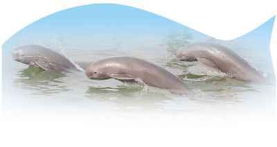 迁地保护：保护长江江豚最直接最有效的措施