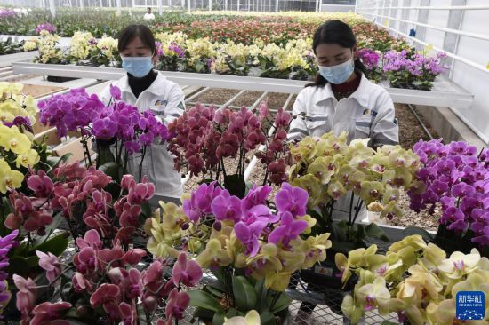 甘肃和政:智慧农业助力花卉产业升级