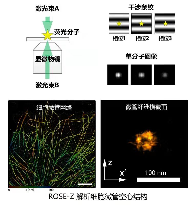 2021年度中国生命科学十大进展揭晓