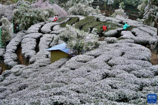 多地迎来降雪