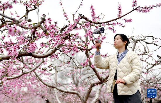 陕西临潼：雨过桃花分外新