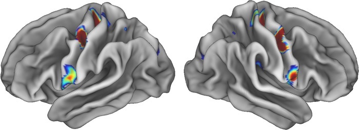 神经科学研究发现：身心联系深植于大脑