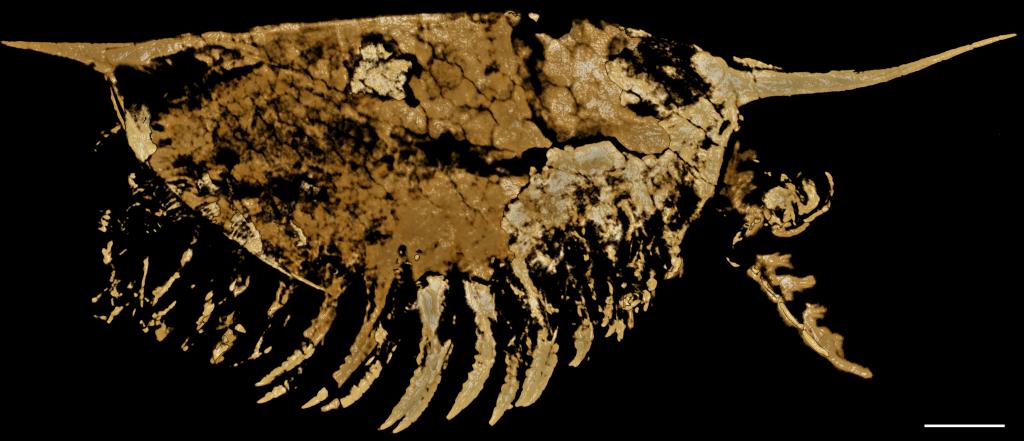 终于看清细节！古生物学家为5.2亿年前的虫子拍CT